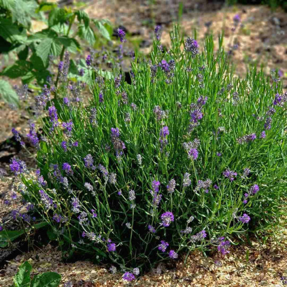 Lavandula angustifolia MUNSTEAD STRAIN konteinerstāds