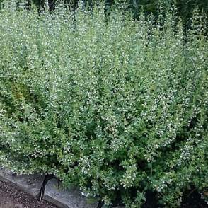 Kaķumētras piparmētra - Calamintha nepeta TRIUMPHATOR P11