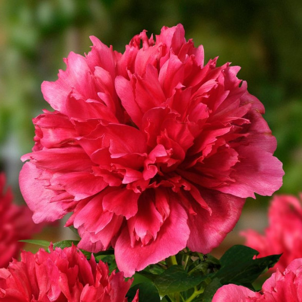 Пион Many Happy Returns