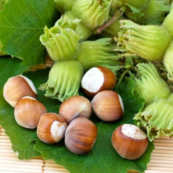 Vīteņsausserdis - Lonicera Periclymenum