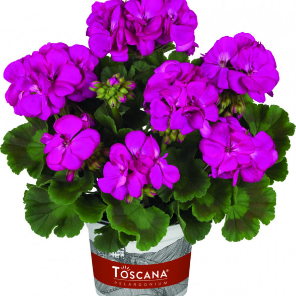 Pelargonija SMART MARIANNE LILAC