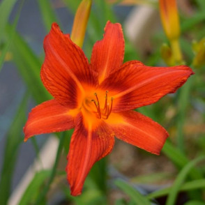 Hemerocallis Anzac