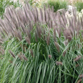 Lapsastu spalvzāle - Pennisetum alopecuroides MOUDRY P9