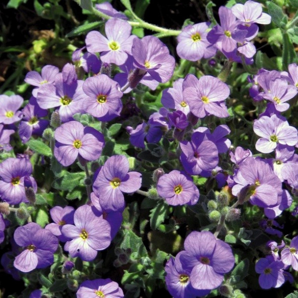 Obrēta -  Aubrieta cultorum ROYAL BLUE