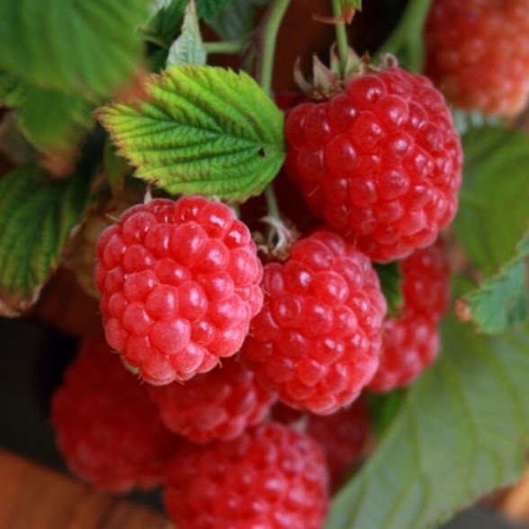 Avene RUBY BEAUTY ( konteinerstāds) P9