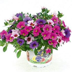 Trixi EARLY PASTEL 21