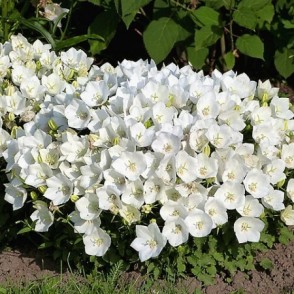 Pulkstenīte - Campanula carpatika WEISS CLIPS P11