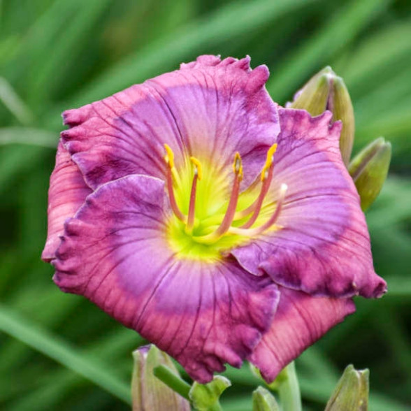 Hemerocallis Lavender Blue Baby