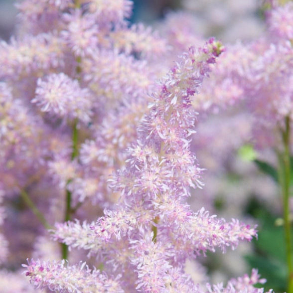 Astlilbe arendsii Amerika P13