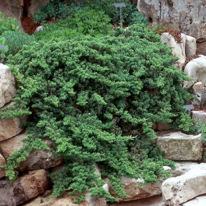 Ložņājošais kadiķis Juniperus procumbens NANA