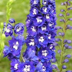 Dārza delfīnija - Delphinium MAGIC FOUNTAINS DARK BLUE P13