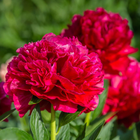 Пион  RED DOUBLE