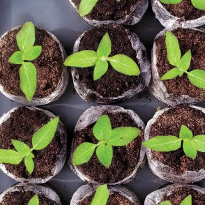 Kūdras tabletes kasetē