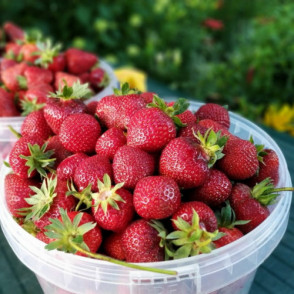 Allegro A kategorijas frigo stādi 10.gab