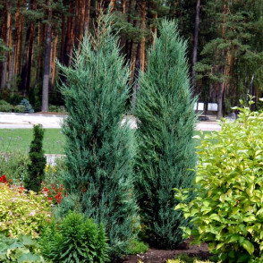 Klinškalnu kadiķis Juniperus scopulorum BLUE ARROW