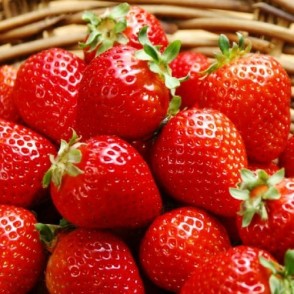 Ostara A kategorijas frigo stādi 10.gab