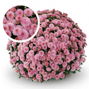 Chrysanthemum Destino Pink