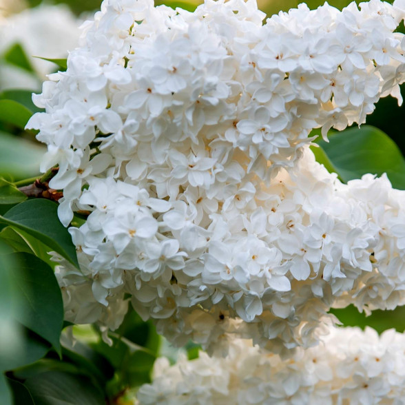 Ceriņš -  Syringa vulgaris MISS ELLEN WILLMOTT 3,5l