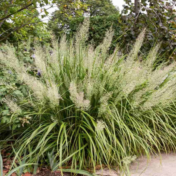 Īsmatiņu ciesa - CALAMAGROSTIS BRACHYTRICHA, P9 (Dimanta zāle)