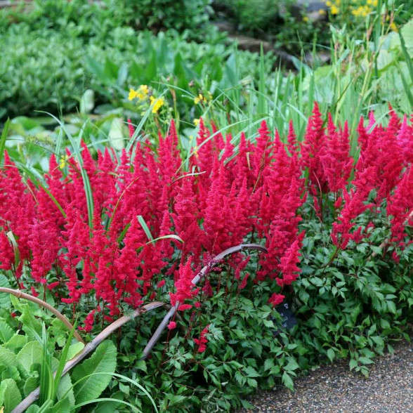 Ārendsa astilbe - Astilbe arendsii FANAL, P13