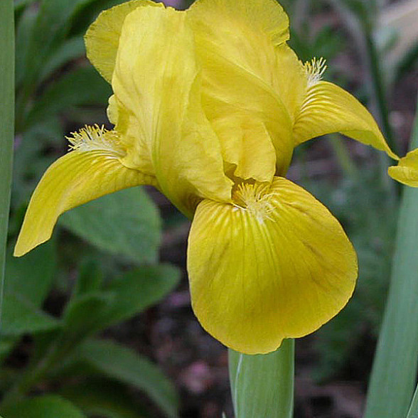 Iris Brassie