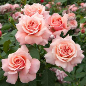 Floribundroze  BOTTICELLI