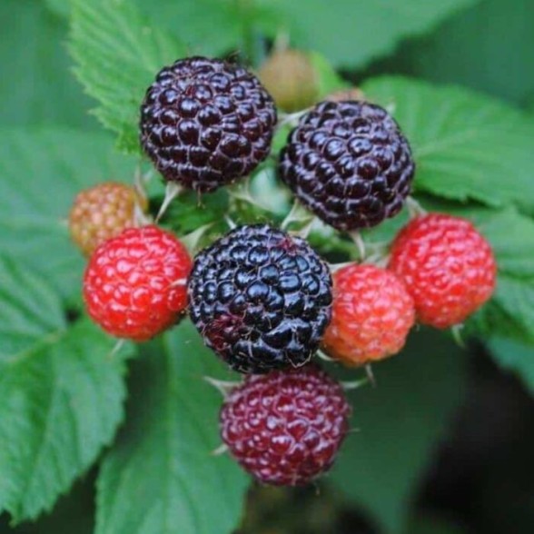 Avene BLACK JEWEL ( konteinerstāds) P9