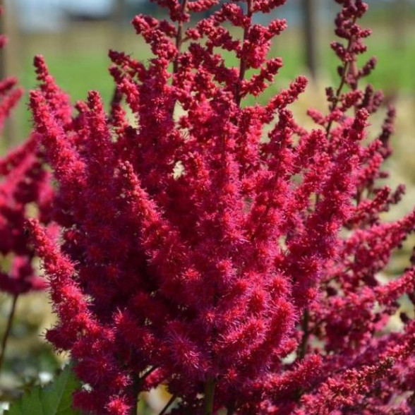 Астильба Кардинал