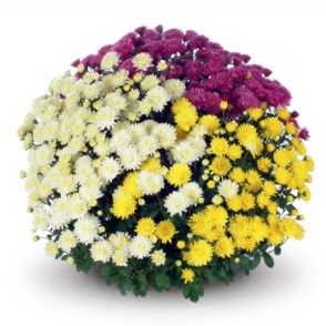 Krizantēma AMIKO TRIO MIX 2