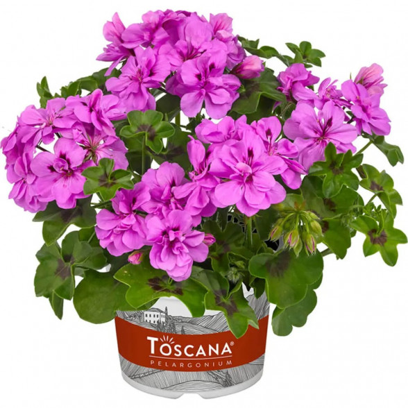 Pelargonija BIG5 AMETHYST