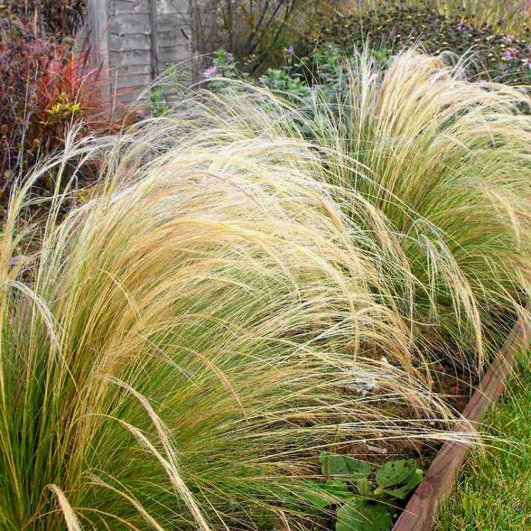 Tievā stepjulīga - Stipa tenuissima P11
