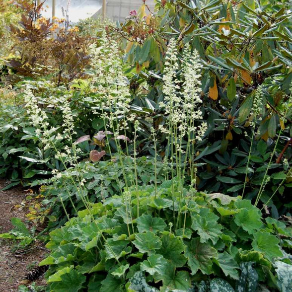 Heihēra -  Heuchera villosa AUTUMN BRIDE