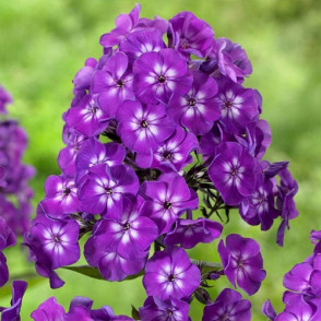 Phlox Adinda