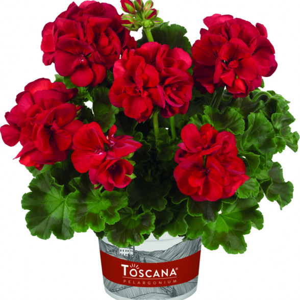 Pelargonija TREND SOPHIE DARK RED