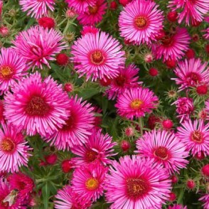 Ziemastere Royal Ruby