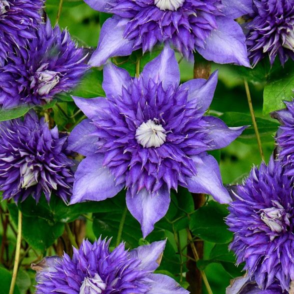 Mežvītenis - Clematis MULTI BLUE