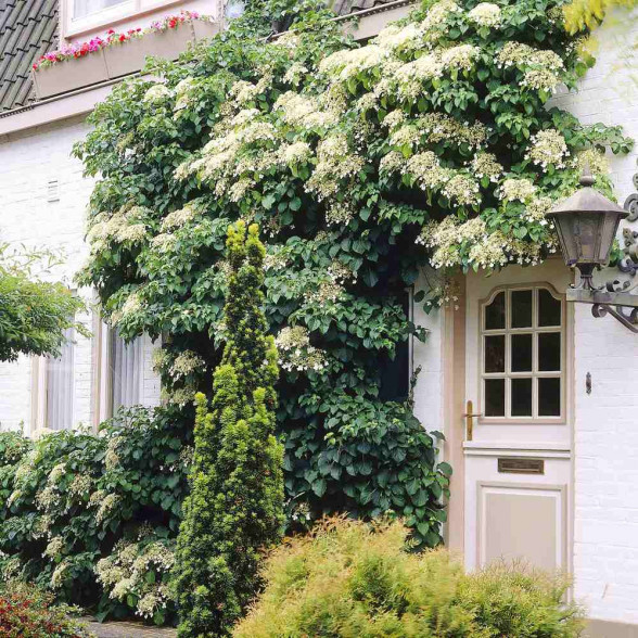 Vīteņhortenzija - HYDRANGEA ANOMALA PETIOLARIS 5l