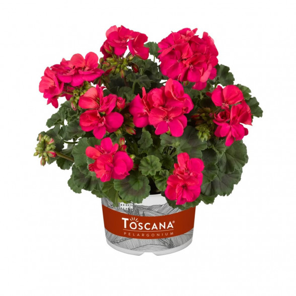 Pelargonija CASTELLO NAOMI NEON PURPLE