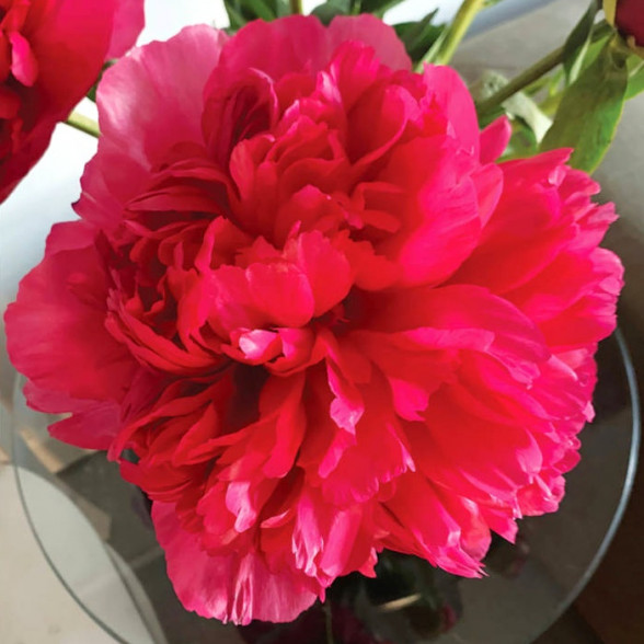 Peonija COMMAND PERFORMANCE