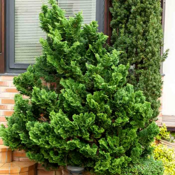 Hinoki paciprese - Chamaecyparis o. NANA GRACILIS konteinerstāds
