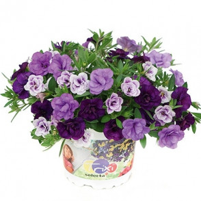 Trixi BLUE PETTICOAT