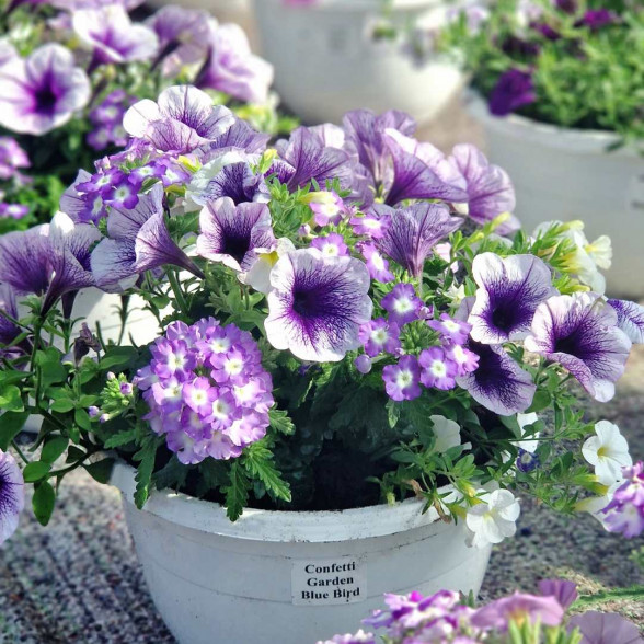 Confetti Garden BLUE BIRD