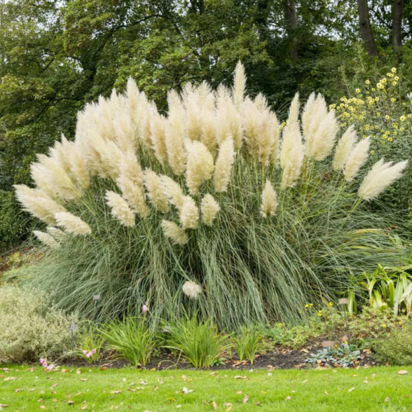 Miscantus sinensis BALERINA C3