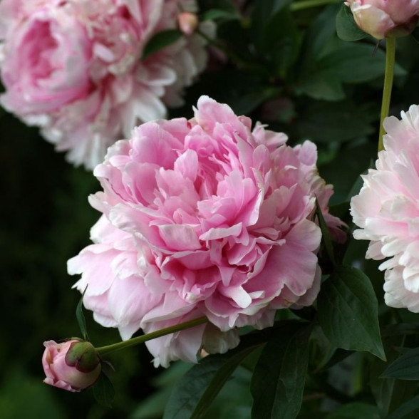 Peonija - PINK DOUBLE