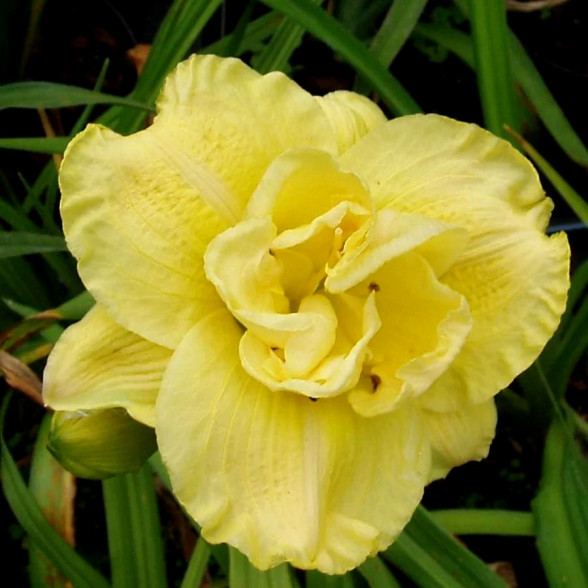 Hemerocallis Yellow Submarine