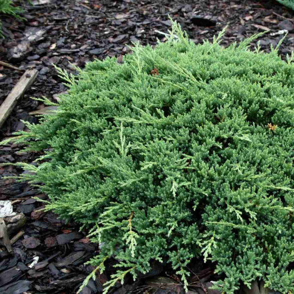 Klājeniskais kadiķis Juniperus horizontalis PRINCE OF WALES