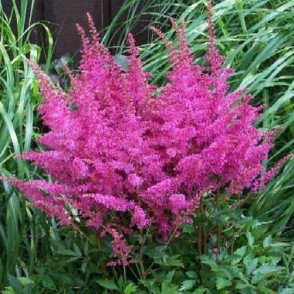 Astilbe YOUNIQUE LILAC