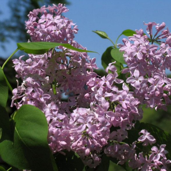 Ceriņi - Syringa x. Hyacinthiflora CALIFORNIA ROSE -10l