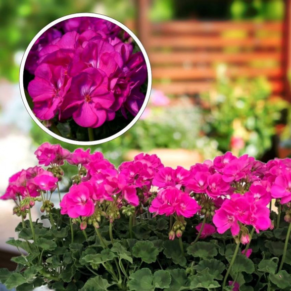 Pelargonija SMART LAURA PURPLE