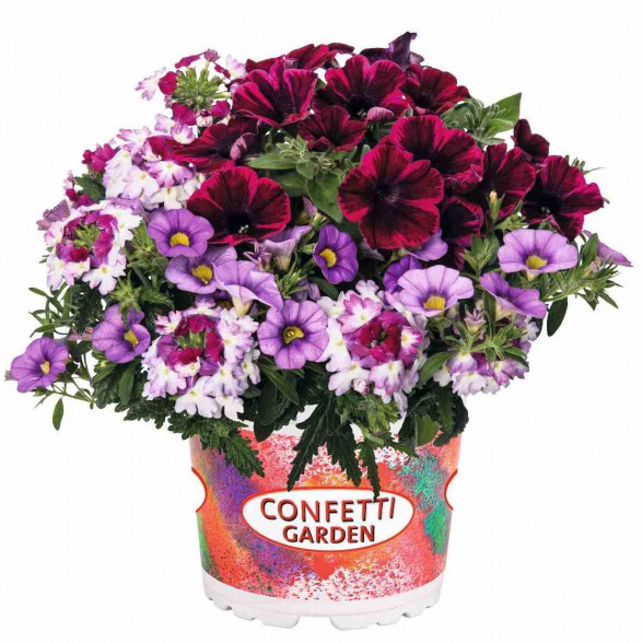 Confetti Garden SHOCKING PURPLE